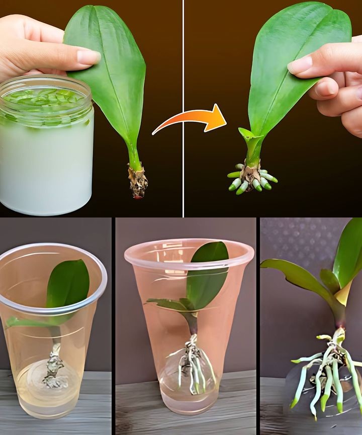 Instantly Reviving an Orchid Leaf: A Magical Method That Actually Works