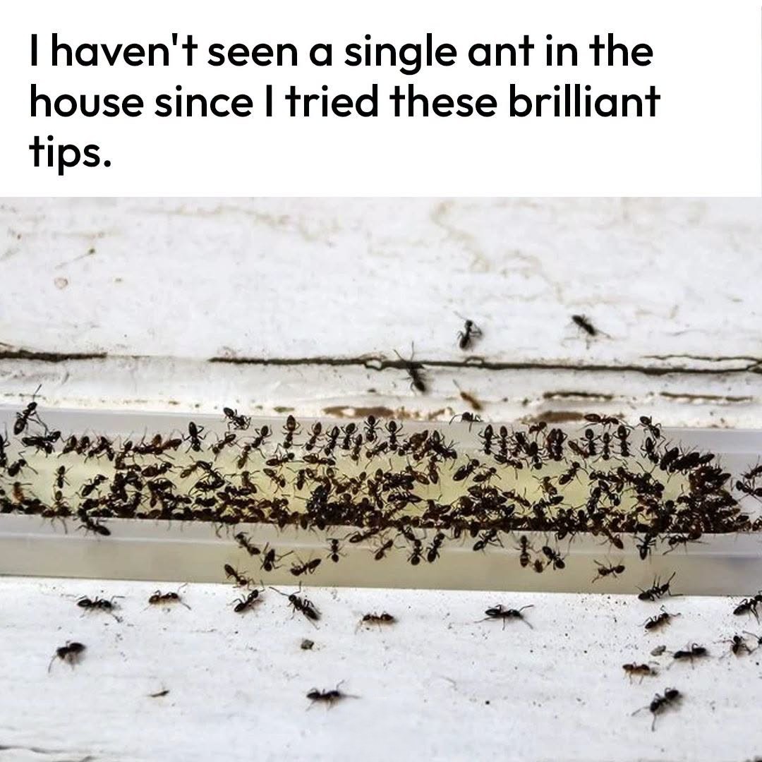 How to Get Rid of Ants in Your House and Yard