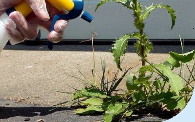 Is Bleach as a Weed Killer a Good or Bad Idea? Experts Weigh In
