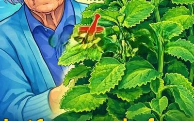 Oregano Oil: How to Use It to Treat Pain, Sores & Infections without Drugs